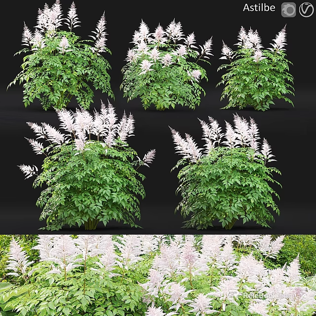 Garden Ornamental Plants Showcasing Green Foliage And White Flower Spikes For Landscaping 3d model 