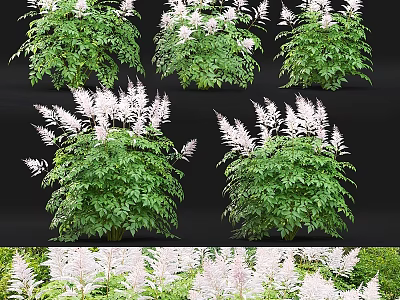 Garden Ornamental Plants Showcasing Green Foliage And White Flower Spikes For Landscaping 3d model