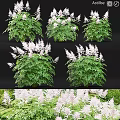 Garden Ornamental Plants Showcasing Green Foliage And White Flower Spikes For Landscaping