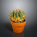 Green and Yellow Cactus Plant in Orange Clay Pot with Sharp Thorns