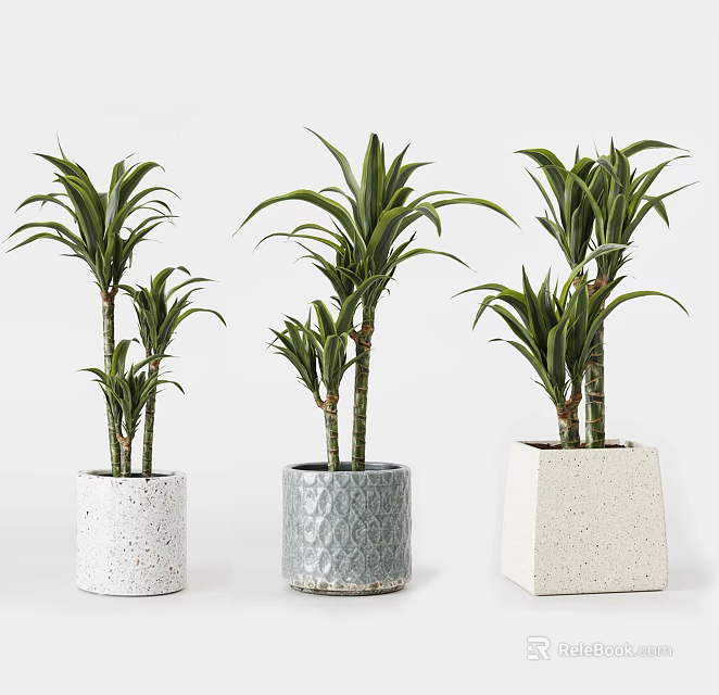 Bonsai Plants With Green Leaves In Various Designed Ceramic Planters White And Gray 3d model 