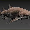 Large Grey Shark With Sharp Teeth Swimming In Marine Ecosystem