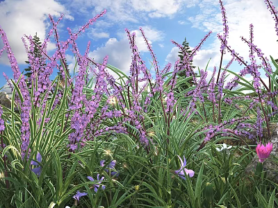 Purple Flowers Blooming in Garden with Green Leaves Under Blue Sky and White Clouds 3d model