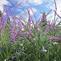 Purple Flowers Blooming in Garden with Green Leaves Under Blue Sky and White Clouds