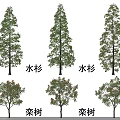 Arbor Collection Featuring Metasequoia and Koelreuteria Trees with Green Leaves and Red Blossoms
