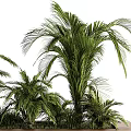 Lush Green Palm Plants With Clustered Leaves On Wooden Platform Natural Foliage