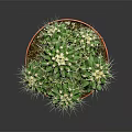 Healthy Green Potted Cactus Plant With Spines In Brown Plastic Pot