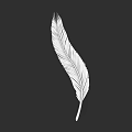 White Feather Illustration Of A Flying Bird On Black Background With Fine Details