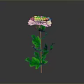 Vibrant Green Chrysanthemum Plant With Lush Leaves Long Stem in Isolated Black Background