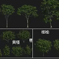 Diverse Arbor Species Including Camphor Yellow Pagoda and Albizia Trees
