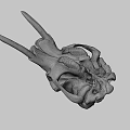 Natural Animal Skull Specimen With Horns And Detailed Bone Structure