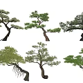 Diverse Form Arbor Trees Featuring Curved Trunks Lush Foliage And Unique Shapes