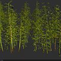 Tall Lush Green Bamboo Plants With Slender Stalks And Fresh Leaves