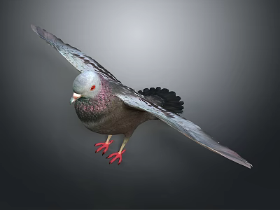 Detailed Flying Pigeon With Spread Wings Red Feet Purple Neck And Gray Feathers 3d model