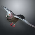 Detailed Flying Pigeon With Spread Wings Red Feet Purple Neck And Gray Feathers