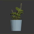 Green Potted Plant with Lily Pad Like Leaves in Light Blue Ribbed Pot