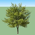 Healthy Lush Tree With Dense Vibrant Green Leaves And Sturdy Trunk