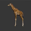 Standing Giraffe Model With Brown Spots On Gray Background And Reflection 3d model