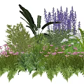 Garden Plant Combination with Purple Flowers Pink Blooms Ferns and Large Leaves