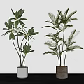 Indoor Potted Plants Featuring Broad And Palm-like Leaves In White Beige Pots On Grey Countertop