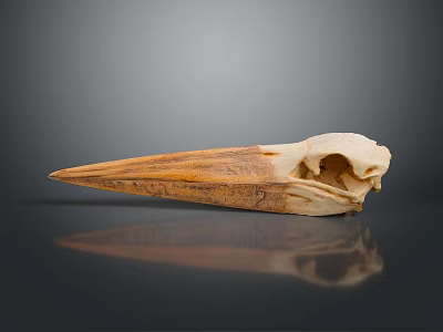 Detailed Animal Skull With Long Sharp Beak And Dark Reflective Background 3d model