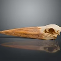 Detailed Animal Skull With Long Sharp Beak And Dark Reflective Background 3d model