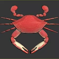Vibrant Pink Crab with Distinctive Claws and Legs on Glossy Black Background