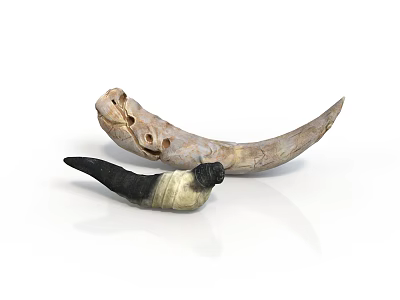 Natural Animal Horns Displaying Curved Shape Light And Dark Colors And Unique Textures 3d model