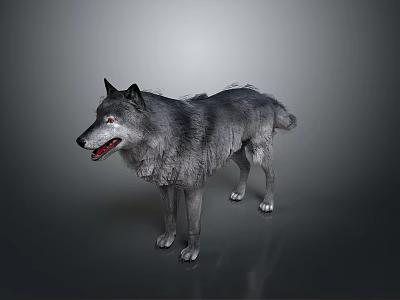 Gray wolf standing in dark gradient background with detailed fur texture and alert posture 3d model