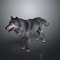 Gray wolf standing in dark gradient background with detailed fur texture and alert posture 3d model