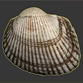 Clam Shell With Brown And White Stripes And Radial Patterns On Dark Background 3d model