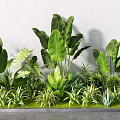 Lush Tropical Green Plants With Large Leaves And Various Foliage Arrangement