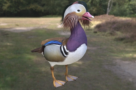 Italian mandarin duck animal 3d model