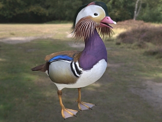 Italian mandarin duck animal 3d model