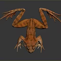 Frog Frog Frog Poison Frog Game Frog Reptile Cold Blooded Animal Reptile Reptile 3d model
