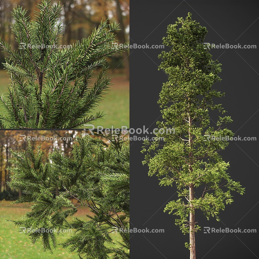 pine trees model