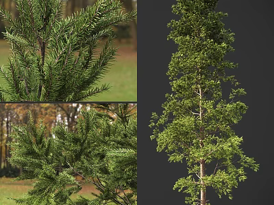 pine trees 3d model
