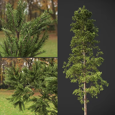 Sustainable Wood From Various Tall Trees With Green Foliage And Natural Branches 3d model