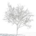 Bare Branch Arbor Tree With Snow Covered Limbs Against Blue Sky And White Clouds