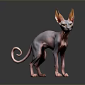 Hairless Sphynx Cat with Large Ears and Curled Tail Standing on Black Reflective Surface