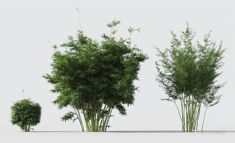 Bamboo Plants In Different Sizes With Green Foliage And Natural Growth 3d model 