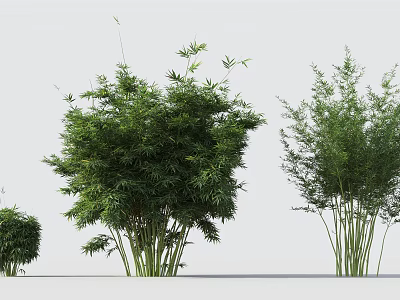 Bamboo Plants In Different Sizes With Green Foliage And Natural Growth 3d model