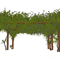 Outdoor Wooden Garden Pergola Covered With Green Vines And Purple Flowers