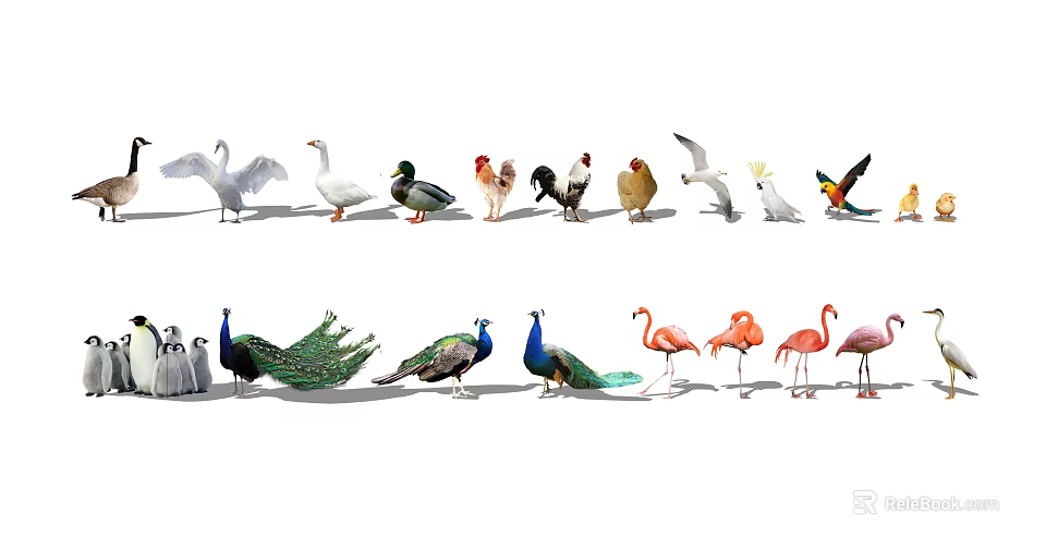 Diverse Collection of Flying Animals Featuring Swans Ducks Peacocks Flamingos and Parrots 3d model 