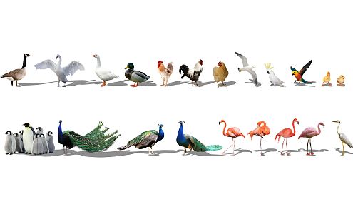 modern animal bird poultry peacock chicken duck goose 3d model