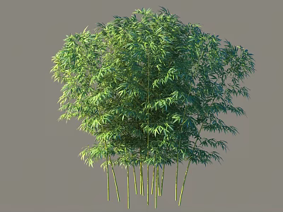 Lush Bamboo Arbor With Dense Green Leaves And Tall Stems 3d model