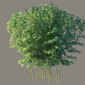 Lush Bamboo Arbor With Dense Green Leaves And Tall Stems