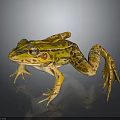 Yellow And Brown Striped Frog On Gray Background With Shiny Skin Detailed 3D Render