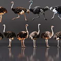 Diverse Reptile Species Showing Various Poses And Natural Color Patterns