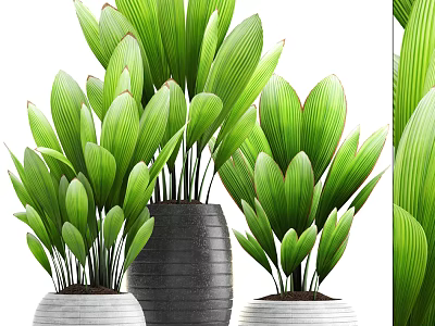 Bonsai Potted Plants With Lush Green Leaves In Ceramic Pots For Home Decor 3d model